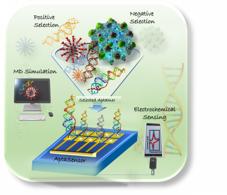 Biological Molecular Designing and In-Silico Studies: In- Silico designing and 3D- modelling of biological molecules and molecular dynamic simulations for enhancing biorecognition moiety of biosensors